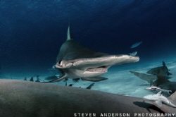 Bimini is the place find the Great Hammerheads during the... by Steven Anderson 